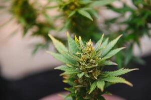 cannabis, marijuana plante. croissance marijuana à Accueil pour médical fins photo