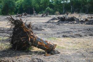 la déforestation concept. souche de arbre après Coupe forêt. photo