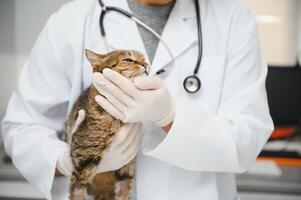 médecin sont examiner une malade chat. vétérinaire clinique concept. prestations de service de une médecin pour animaux, santé et traitement de animaux domestiques. photo