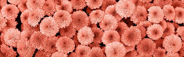 magnifique bannière épanouissement rose et corail chrysanthèmes. fermer de corail fleurs, abstrait doux floral Contexte. Couleur de le année 2024 - pêche duvet. photo