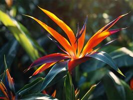 ai généré oiseau de paradis fond d'écran photo