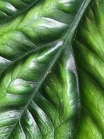 alocasie. alocasia feuille. plante d'appartement feuille. biologique texture photo