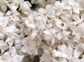 blanc lilas. blanc lilas fleurs. floral Contexte avec blanc lilas pour une carte postale photo