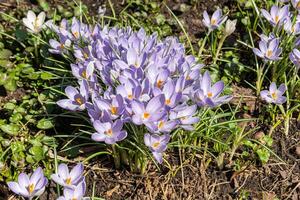 printemps croissance fleurs et la nature. violet et blanc magnifique crocus épanouissement. de bonne heure printemps floral Contexte photo