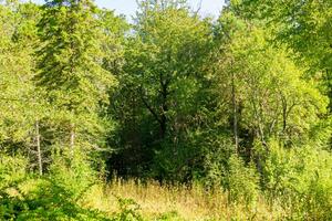 ensoleillé journée paysage avec forêt sauvage. feuillage des arbres photo