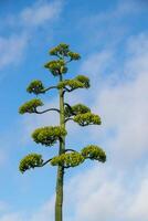 siècle plante contre nuageux bleu ciel photo