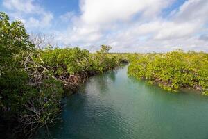 marée ruisseau dans le mangroves photo