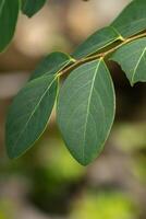 vert feuilles de une arbre sur une flou Contexte. photo