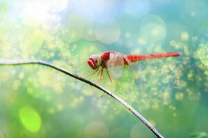 une veiné de rouge dard ou nomade libellule est perché sur une branche photo