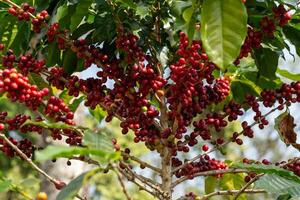 Cerise café des haricots sur le branche de café plante photo