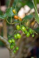 Frais biologique Cerise tomates sur arbre dans le jardin photo