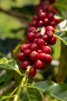 Cerise café des haricots sur le branche de café plante photo