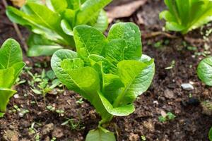 cos salade ou salade dans le jardin. biologique nourriture photo