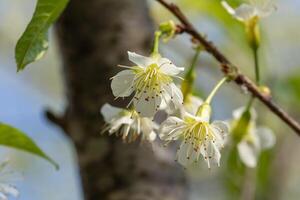 blanc sauvage himalayen Cerise fleur ou thaïlandais Sakura fleur arbre à chiang mai Thaïlande photo