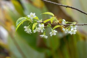 blanc sauvage himalayen Cerise fleur ou thaïlandais Sakura fleur arbre à chiang mai Thaïlande photo