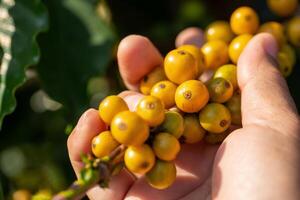 café agriculteur cueillette mûr Jaune Cerise catimor café des haricots photo