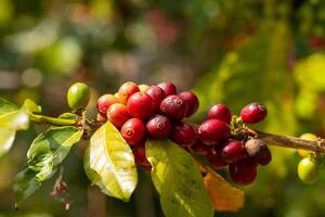 Cerise café des haricots sur le branche de café plante photo