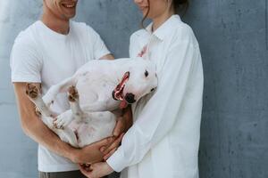 blanc chien avec lisse fourrure photo