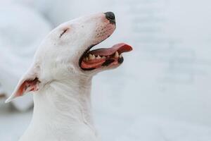 blanc chien avec lisse fourrure photo