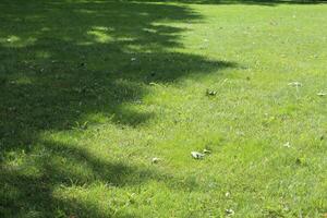 ombre des arbres sur l'herbe verte photo