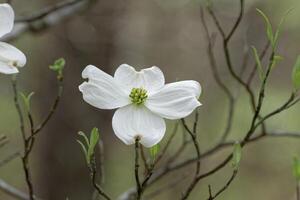 Célibataire cornouiller arbre fleur photo