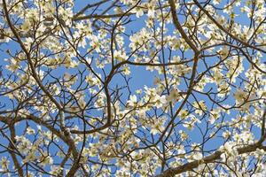 blanc cornouiller arbre dans Floraison photo