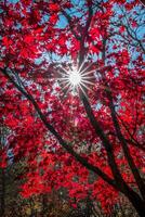 lumière du soleil peering par le arbre photo