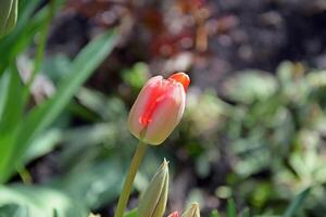 rouge tulipes dans le Accueil jardin sur une ensoleillé journée. photo