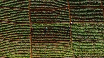 aérien vue de Les agriculteurs travail dans une chinois chou champ ou fraise cultiver, agricole plante des champs avec Montagne collines dans Asie. légume ferme et moderne affaires concept. photo