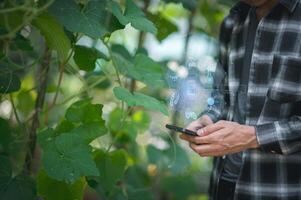 agriculture et moderne La technologie agriculteur en utilisant intelligent agriculture les technologies en utilisant ai vérifier le croissance de des légumes et des fruits avec intelligent ferme La technologie photo