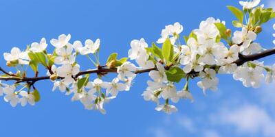 ai généré branche avec blanc épanouissement Pomme fleurs sur le Contexte de le clair bleu ciel. photo