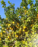 citronnier dans le jardin photo