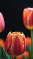 ai généré photo de Célibataire tulipe fleur tête floral abstrait Contexte illustration bannière affiche couverture brochure ou présentation. ai généré