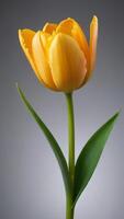 ai généré photo de d'or tulipe fleur avec tige et feuilles isolé. ai généré