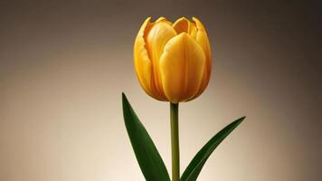 ai généré photo de d'or tulipe fleur avec tige et feuilles isolé. ai généré