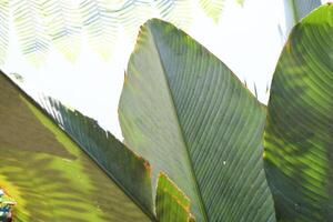 sélectif concentrer de bananenblatt dans été. photo