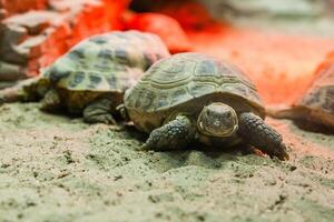 tortue en marchant sur le sable photo