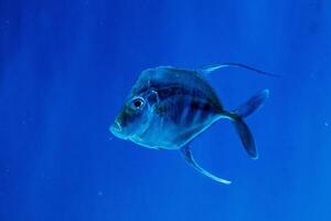 selene poisson, ou selene vomir photo