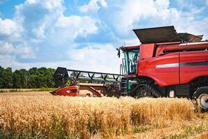 combiner moissonneuse à travail récolte une champ de blé. agricole machinerie thème. photo