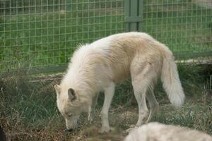 Arctique blanc Loup à le zoo photo