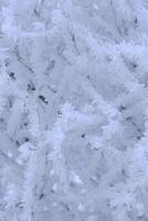 branches arbre sont couvert avec neige cristaux et gel après sévère hiver gel. photo