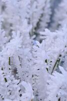 vert branches de le épicéa et aiguilles sont couvert avec neige cristaux et gel après sévère hiver gelées. photo