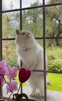 une blanc chat permanent sur une fenêtre seuil à la recherche en dehors photo