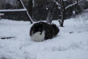 une noir et blanc chat en marchant dans le neige photo