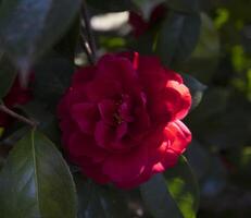 une rouge fleur épanouissement sur une arbre photo