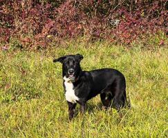 une noir et blanc chien permanent dans une champ photo