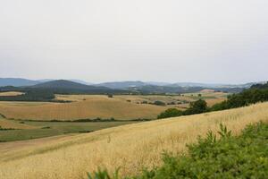 une champ de herbe photo