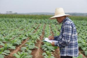 asiatique agriculteur est observer et inspecter à propos croissance et maladie de les plantes à jardin. concept, prendre se soucier après croissance pour le meilleur qualité agricole produit, recherche à développer cultures. photo