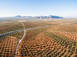 paysage avec champs d'oliviers, vue aérienne