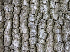 texture de arbre aboyer. Contexte de vieux arbre écorce photo
